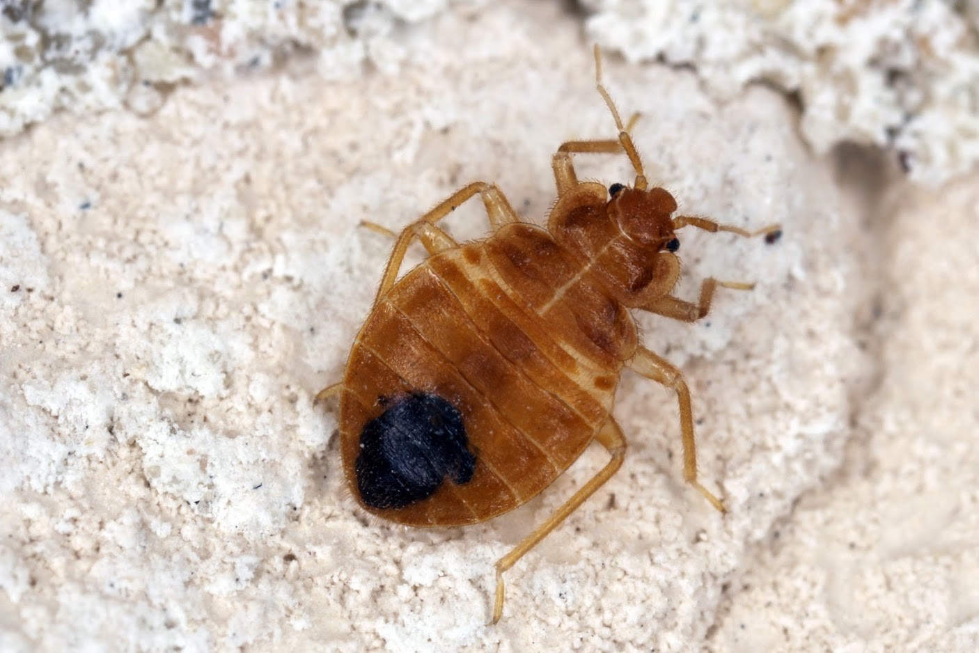 Close Up Photo Of Bed Bug - Griffith, IN - Guardian Pest Control
