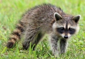 Raccoon Standing in the Grass — Griffith, IN — Guardian Pest Control