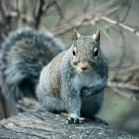 Squirrel — Griffith, IN — Guardian Pest Control