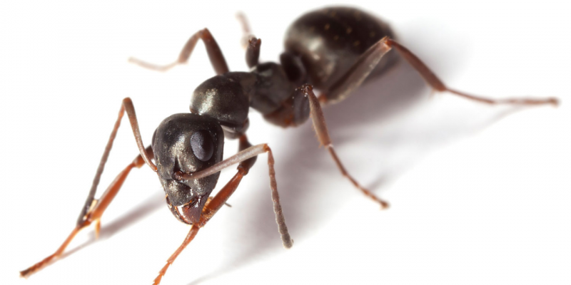 Ant — Griffith, IN — Guardian Pest Control