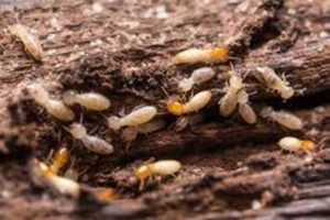 Termites — Griffith, IN — Guardian Pest Control