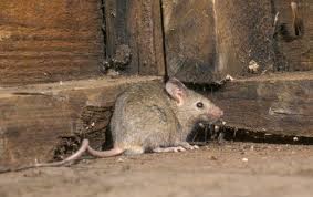 Mice — Griffith, IN — Guardian Pest Control