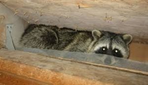 Raccoon — Griffith, IN — Guardian Pest Control