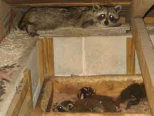 Raccoons — Griffith, IN — Guardian Pest Control