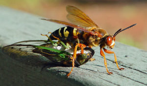 Cicada Killer Wasp — Griffith, IN — Guardian Pest Control