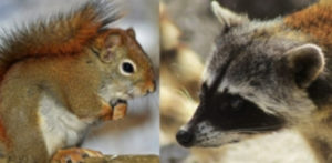 Squirrel and Raccoon — Griffith, IN — Guardian Pest Control