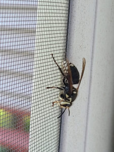 Bald-faced Hornet — Griffith, IN — Guardian Pest Control