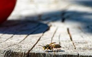 Bees Taking Over The Backyard — Griffith, IN — Guardian Pest Control 
