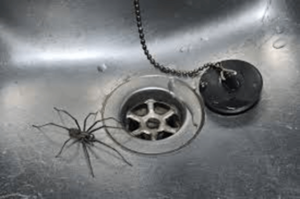 Spider in the Kitchen Sink — Griffith, IN — Guardian Pest Control