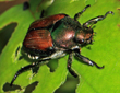 Japanese Beetles — Griffith, IN — Guardian Pest Control
