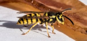 Wasps — Griffith, IN — Guardian Pest Control