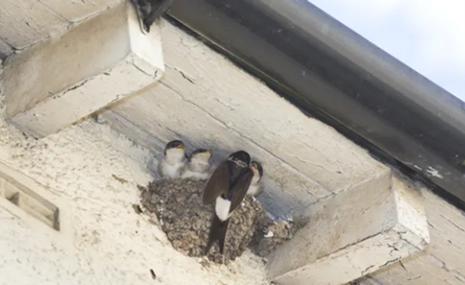 Bird Nest — Griffith, IN — Guardian Pest Control