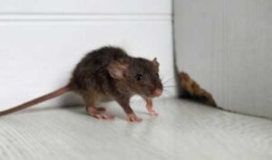 Grey Rat Near Wooden Wall on Floor — Chicago, IL — Guardian Pest Control
