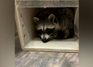 Raccoon — Chicago, IL — Guardian Pest Control