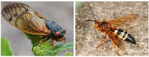 Cicada — Chicago, IL — Guardian Pest Control