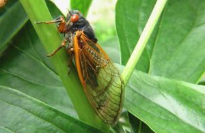 Cicada Insect on Plant — Chicago, IL — Guardian Pest Control