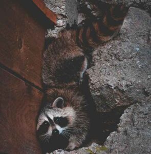 Raccoon in the Wall — Chicago, IL — Guardian Pest Control