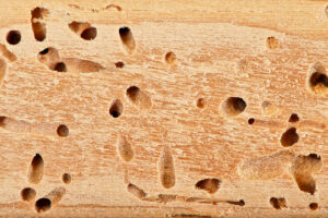 Termite Inspection and Treatment Services in Chicago