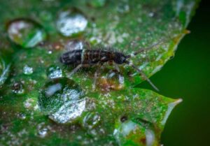 Springtail Pest Control in Chicagoland and Northwest Indiana — Chicago, IL — Guardian Pest Control