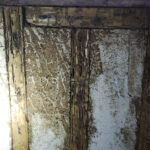 Termite Damage to Basement Wall — Chicago, IL — Guardian Pest Control