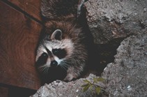 Raccoon — Chicago, IL — Guardian Pest Control